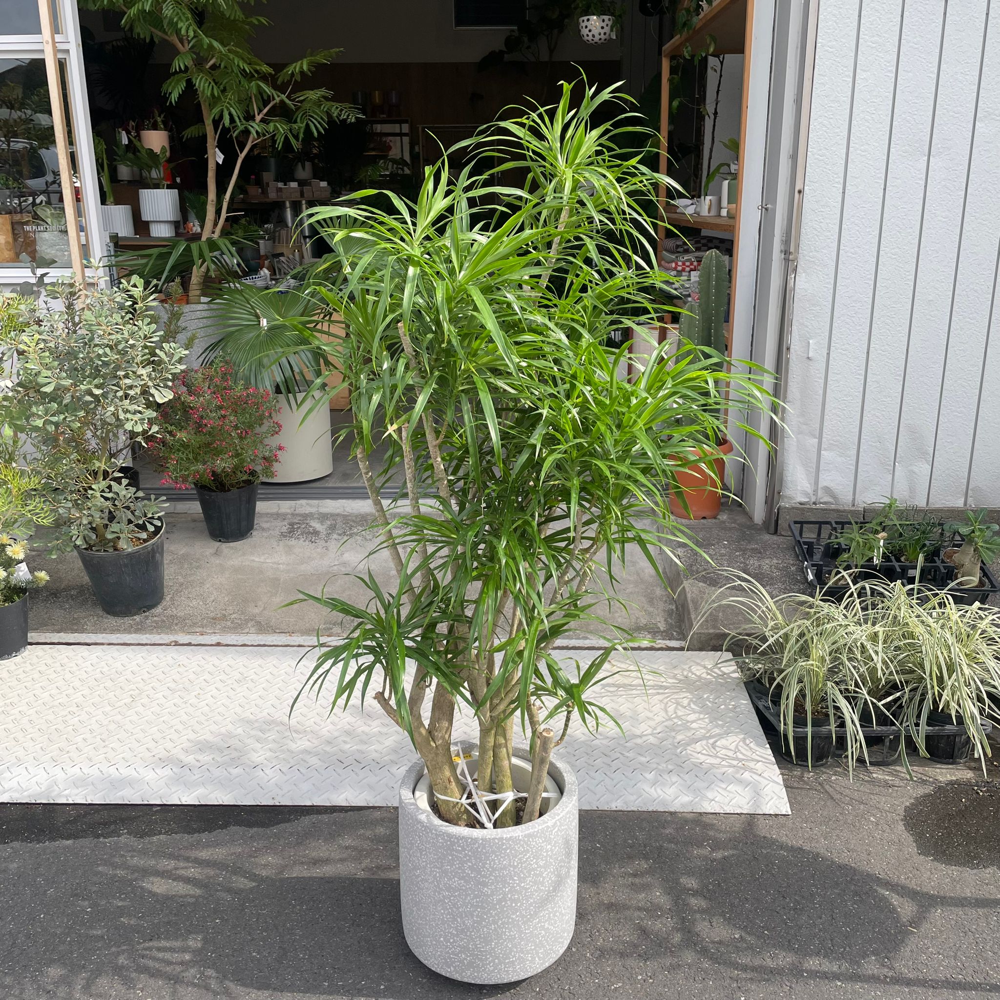 16【ドラセナ　リフレクサ 約150cm】大型観葉植物｜西海岸インテリア｜シンボルツリー｜BLUE DOOR PLANTS ドラセナ リフレクサ I インドアプランツ I プラントソサエティ