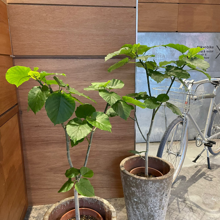 Ficus umbellata　フィカス ウンベラータ