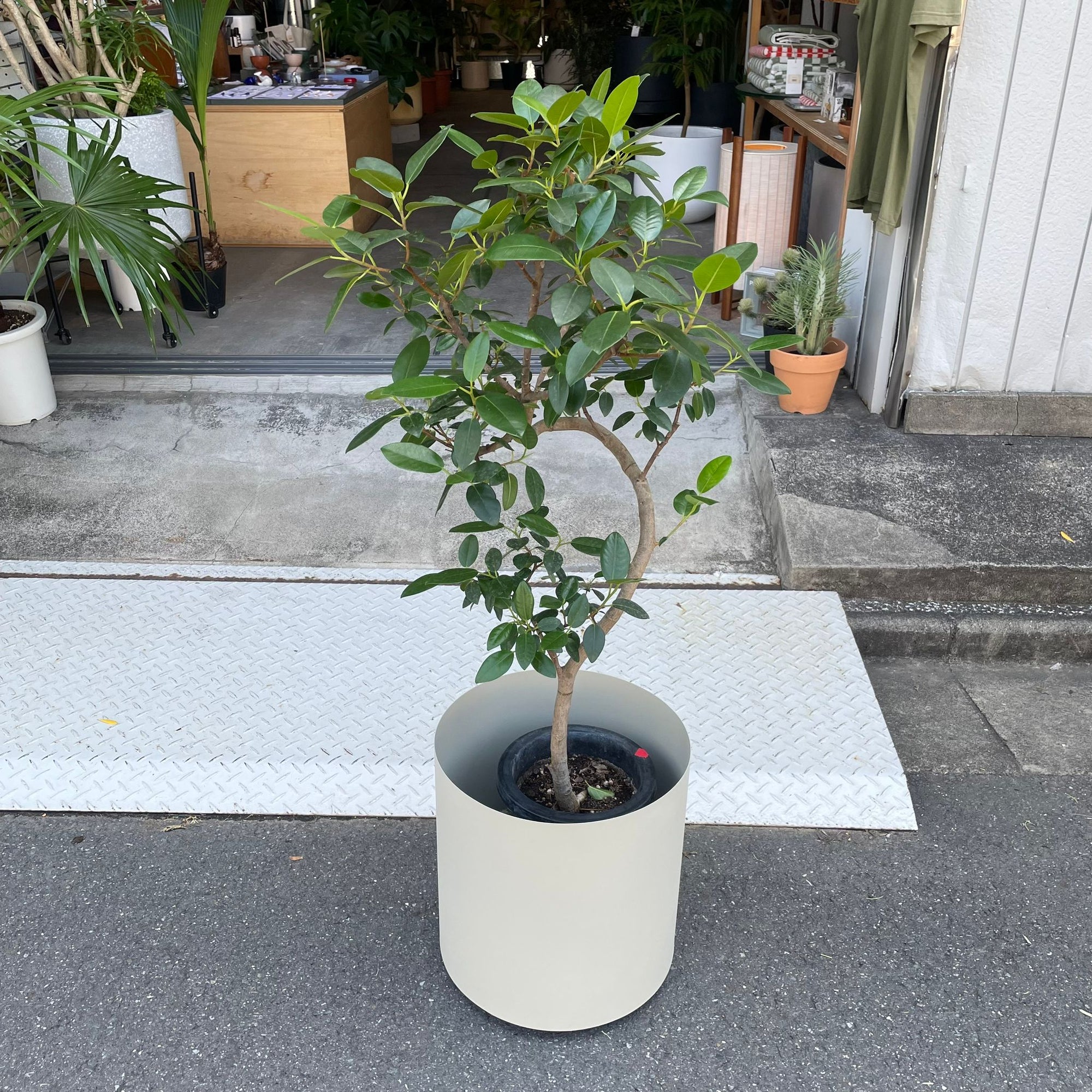 Ficus Rubiginosa フランスゴム Size 6