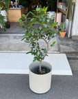 Ficus Rubiginosa フランスゴム