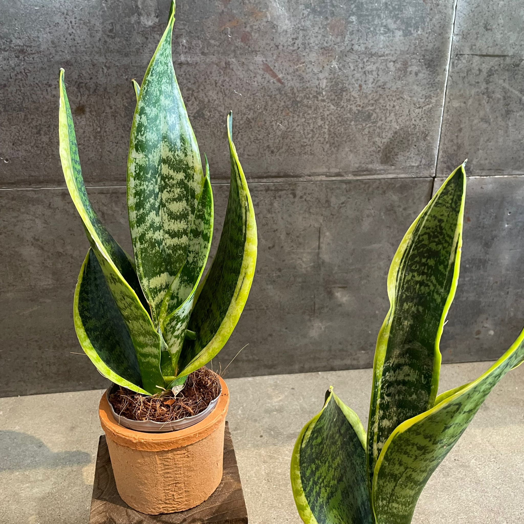 Snake Plant (Sansevieria) サンスベリア スパーバ I インドアプランツ