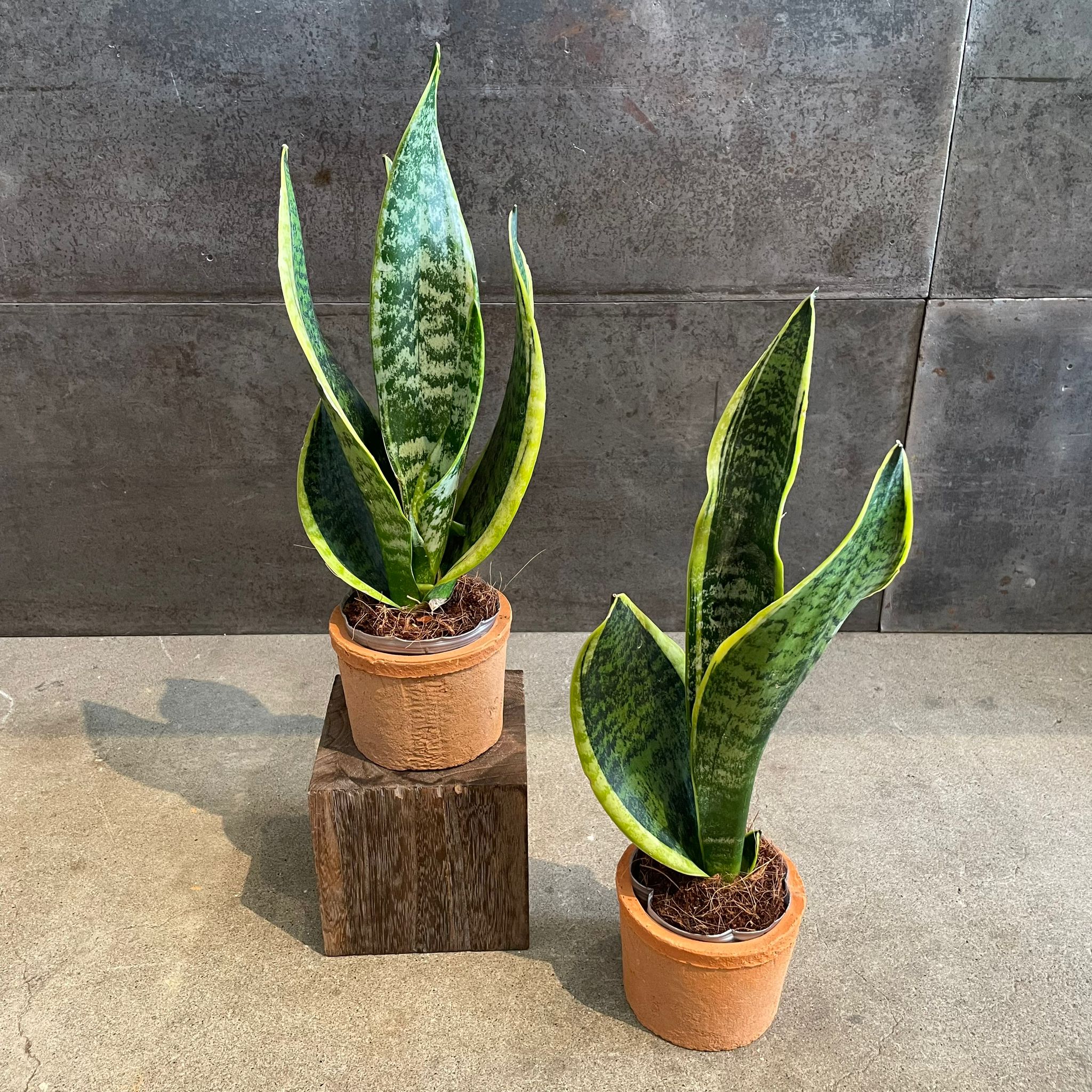 地専用植物 dショッピング |【水耕栽培】 がじゅまる（幹太）キューブ型