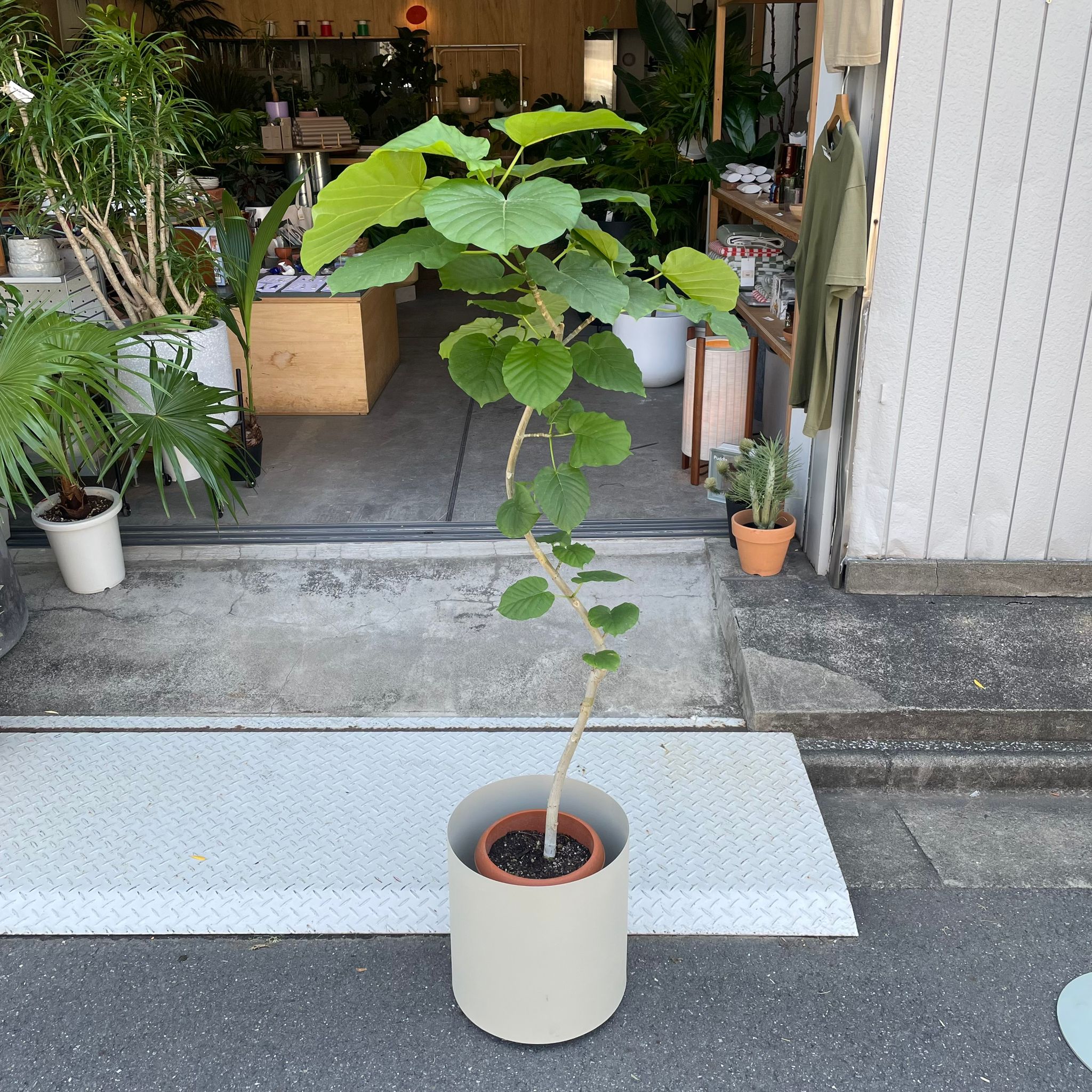 フィカス ウンベラータ I インドアプランツ I プラントソサエティ