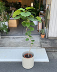 Ficus umbellata フィカス ウンベラータ