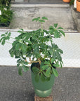 Schefflera arboricola 'Renata' シェフレラ・レナータ