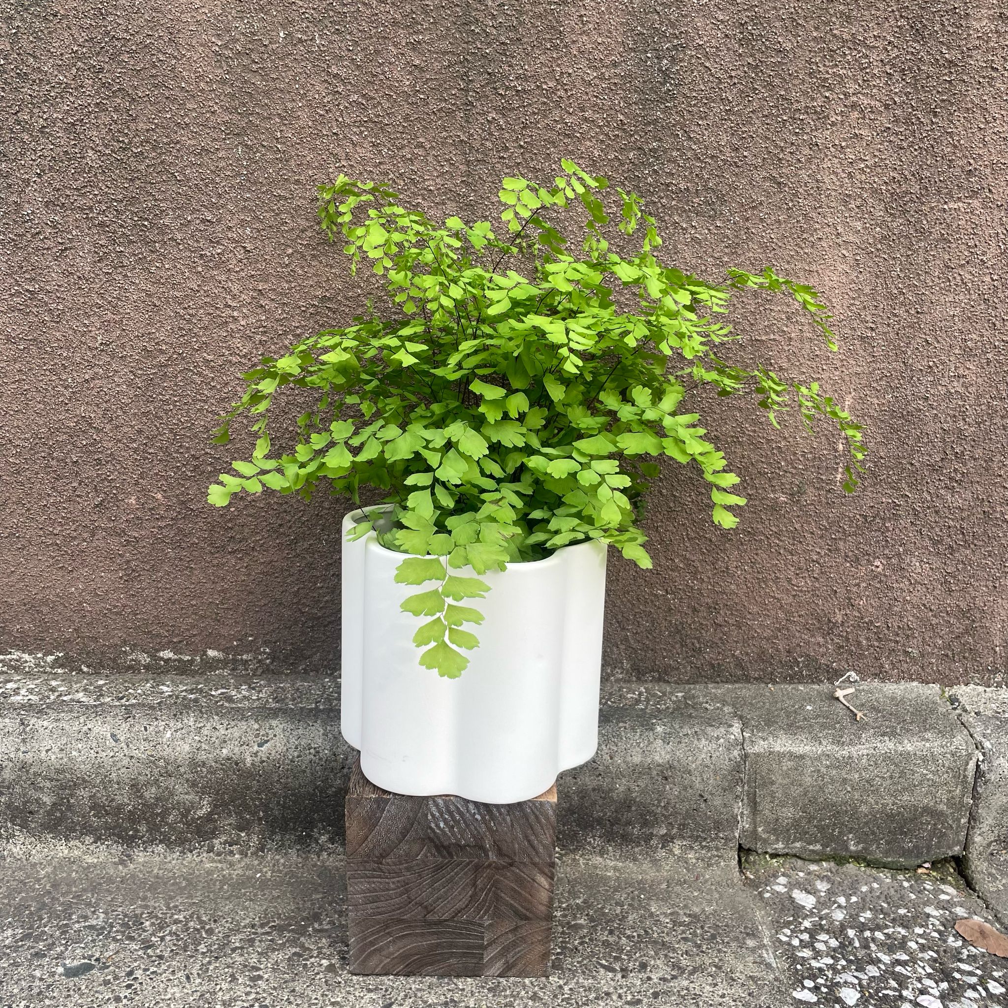 Milshe Plant Cover ミルシェ プラントカバー I 植木鉢 I プラント
