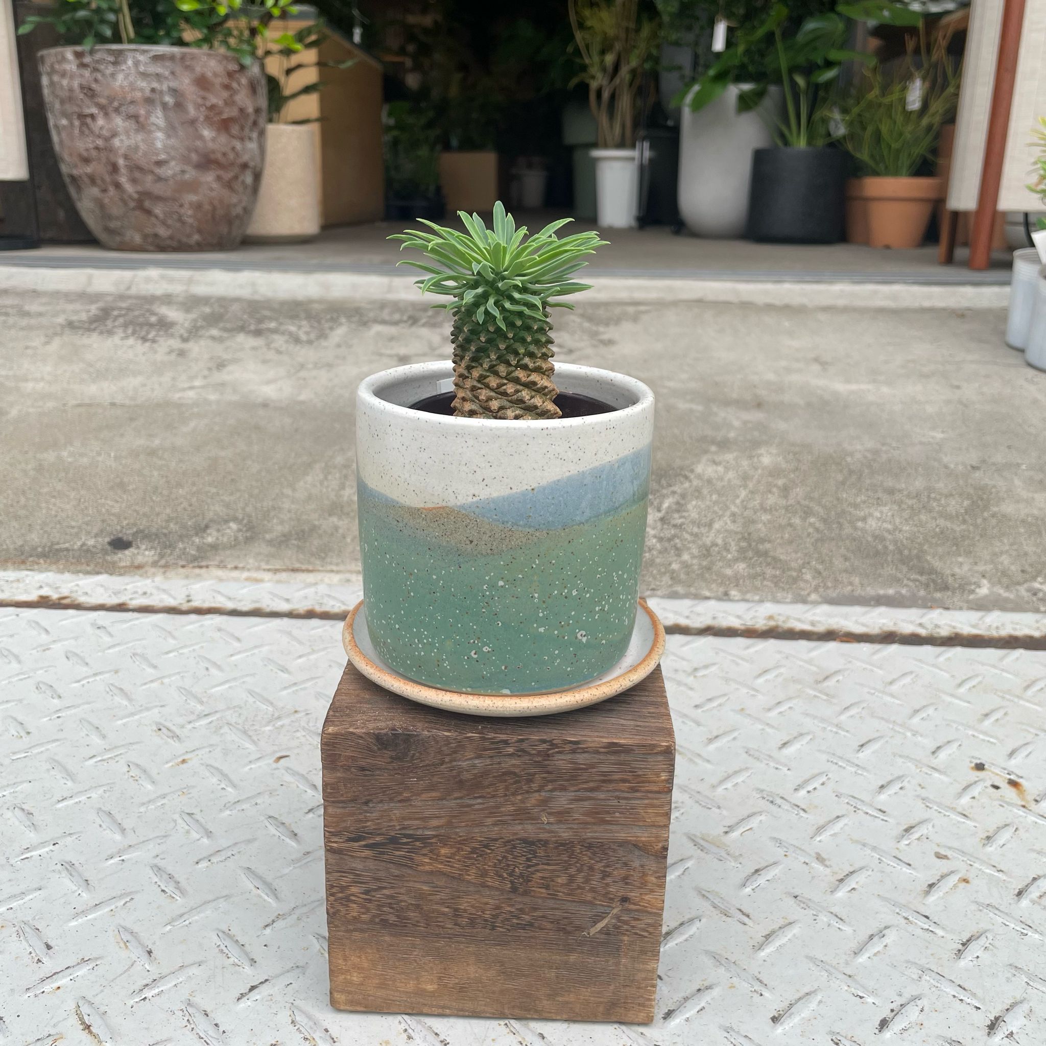 Plants プランツ I 植物インドアプランツ一覧 I プラントソサエティ