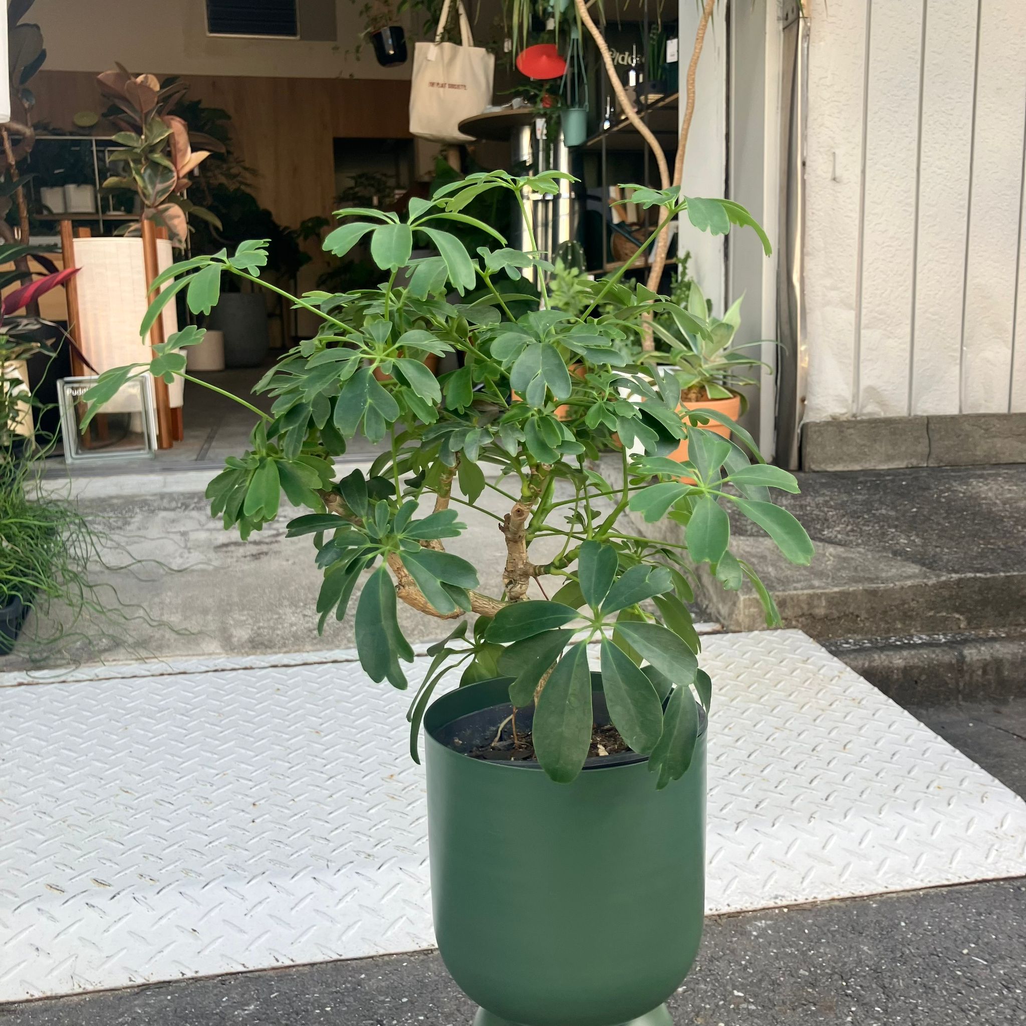 シェフレラ・レナータ I インドアプランツ I プラントソサエティ