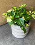 Peperomia glabella  ペペロミア グラベラ Size 3