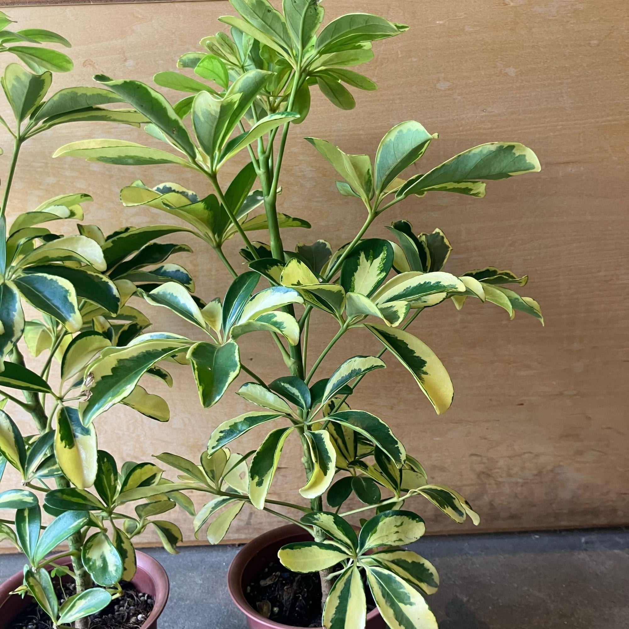 Dwarf Schefflera シェフレラ・ハッピーイエロー