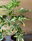 Dwarf Schefflera シェフレラ・ハッピーイエロー