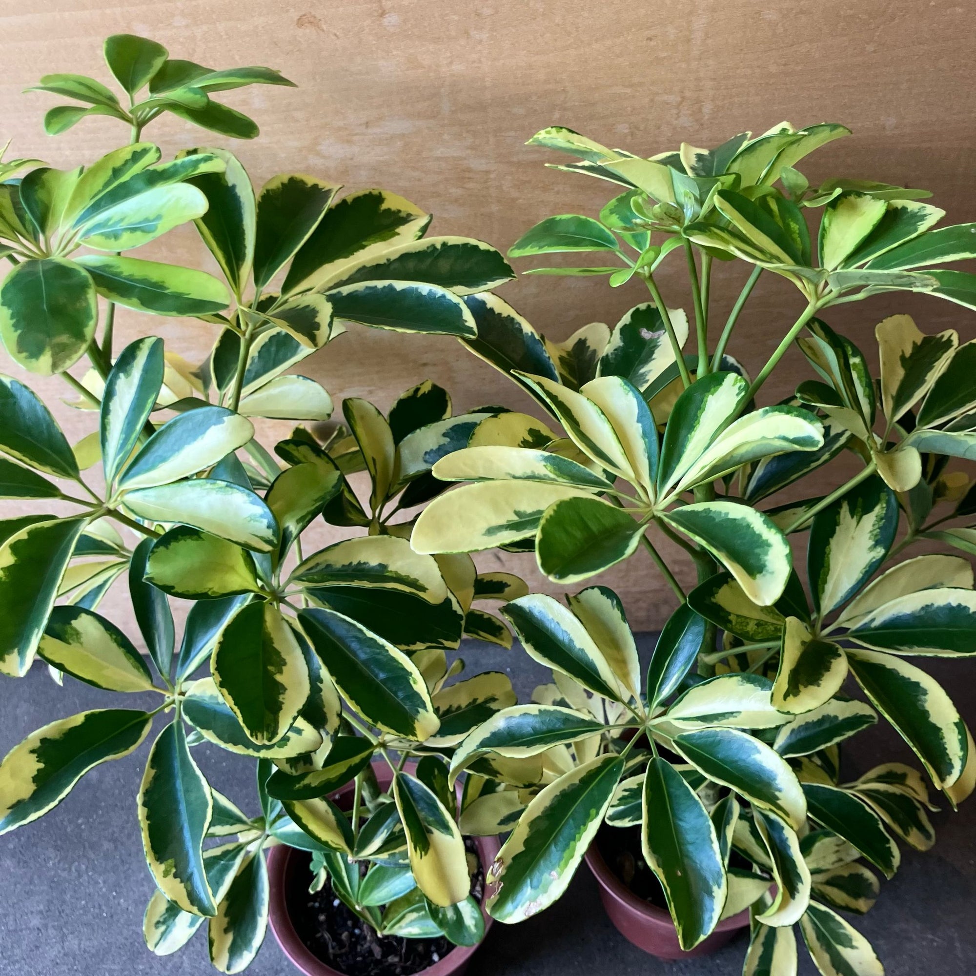 Dwarf Schefflera シェフレラ・ハッピーイエロー