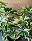 Dwarf Schefflera シェフレラ・ハッピーイエロー