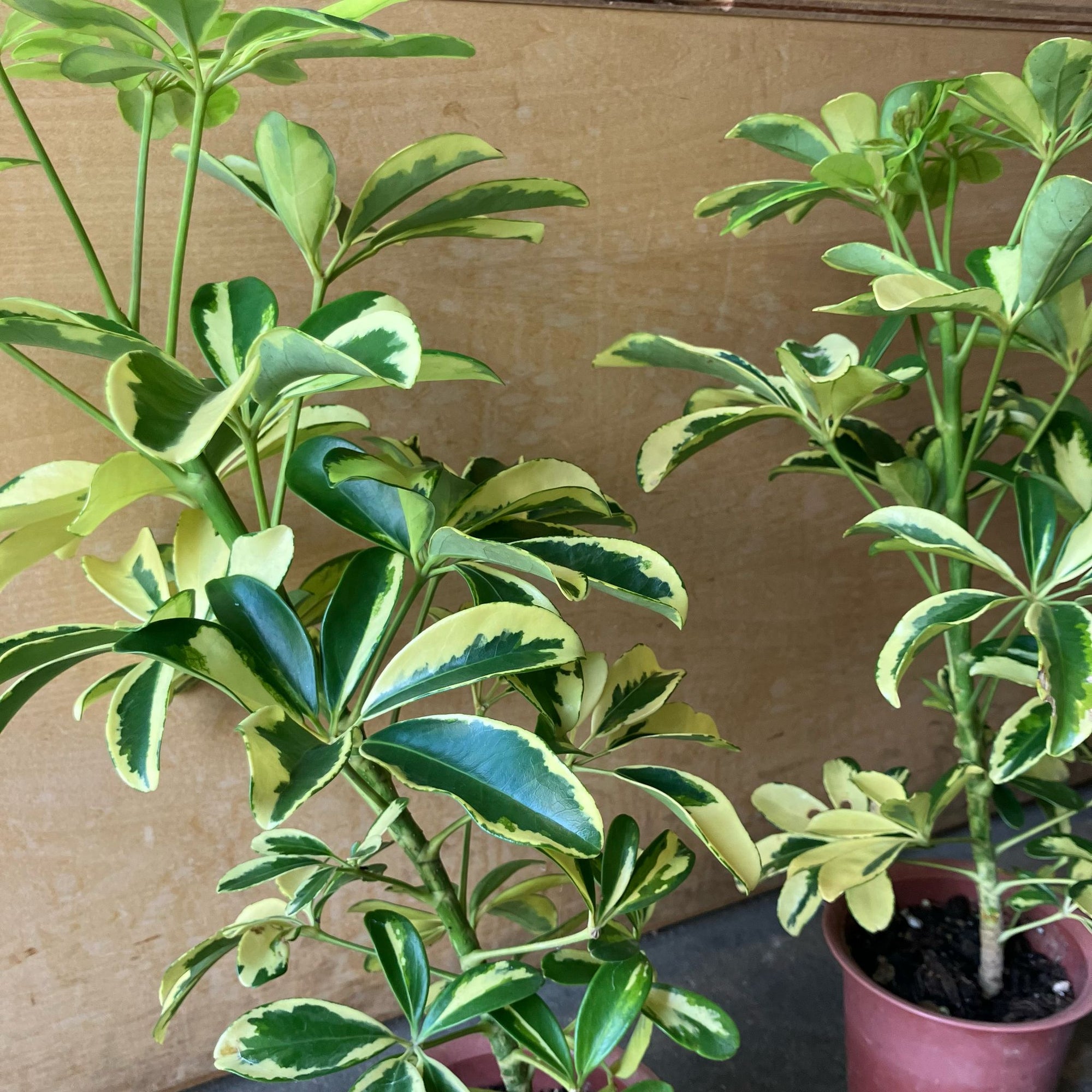 Dwarf Schefflera シェフレラ・ハッピーイエロー