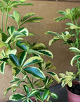 Dwarf Schefflera シェフレラ・ハッピーイエロー