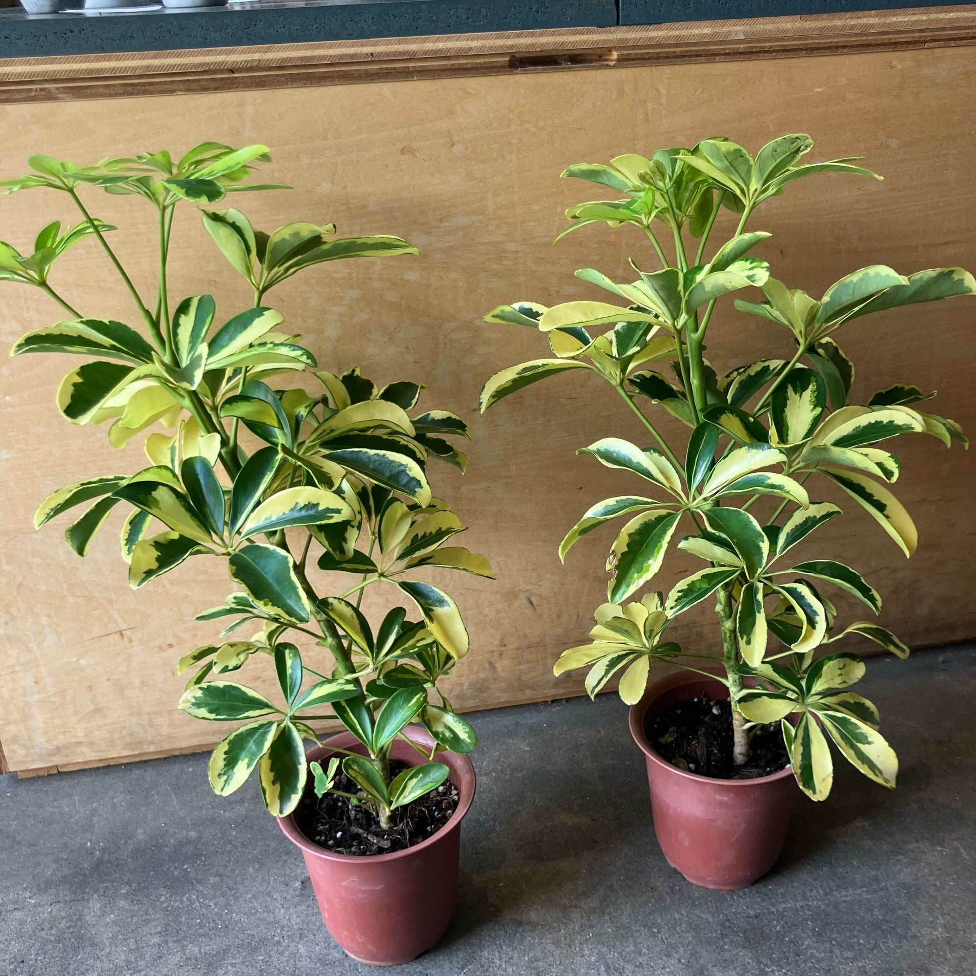 Dwarf Schefflera シェフレラ・ハッピーイエロー