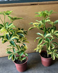 Dwarf Schefflera シェフレラ・ハッピーイエロー