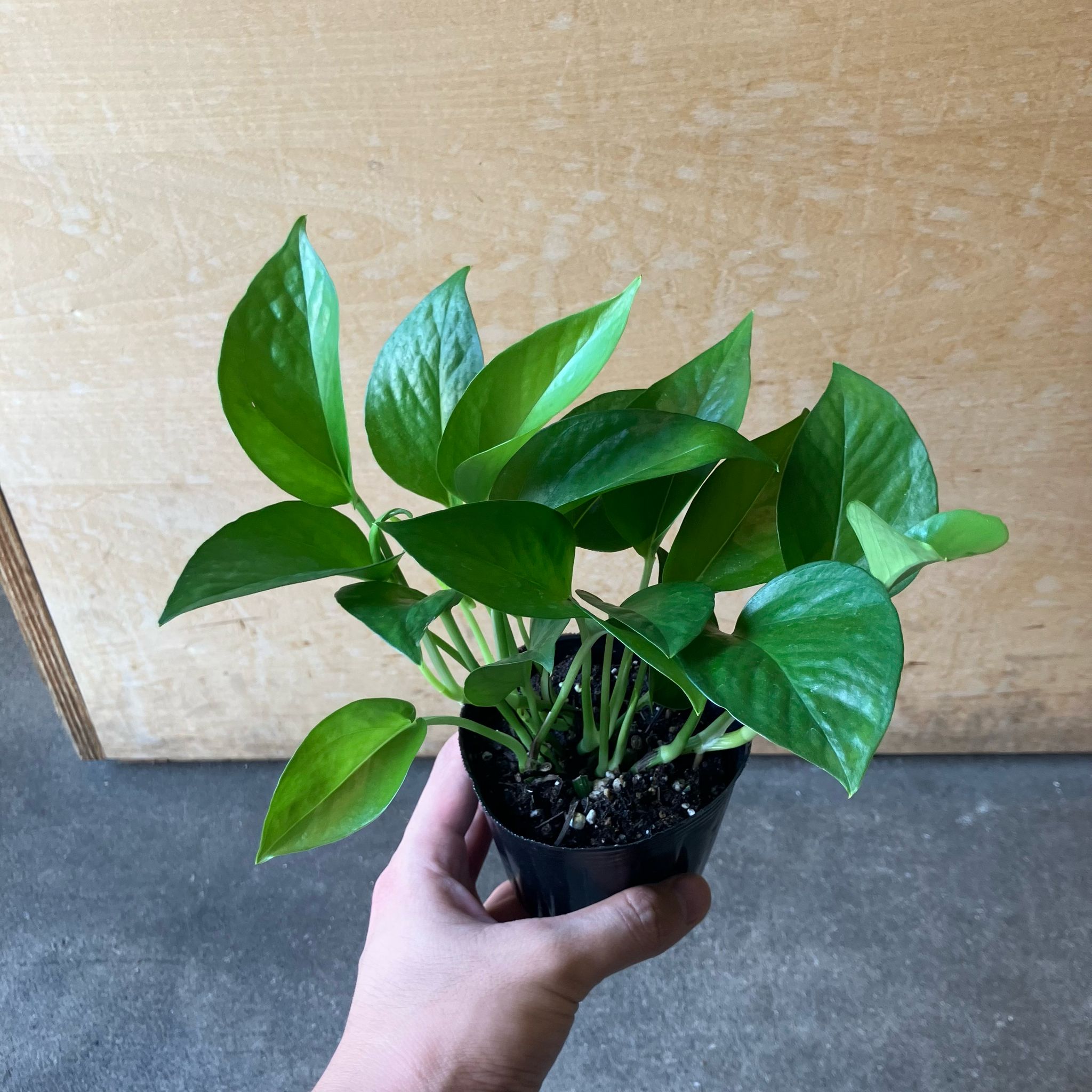 パーフェクトグリーン I 植物 I プラントソサエティトーキョー – THE
