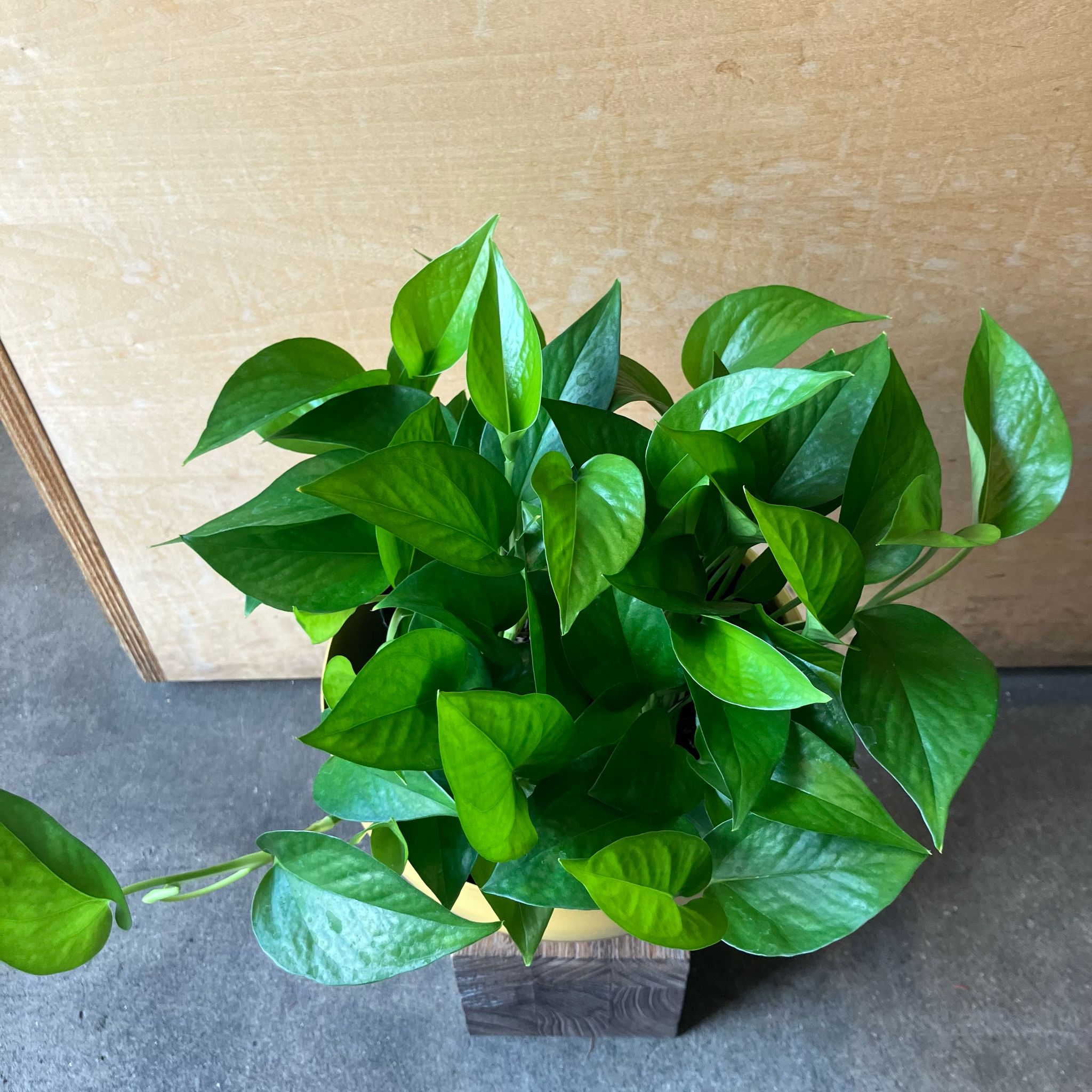 パーフェクトグリーン I 植物 I プラントソサエティトーキョー – THE