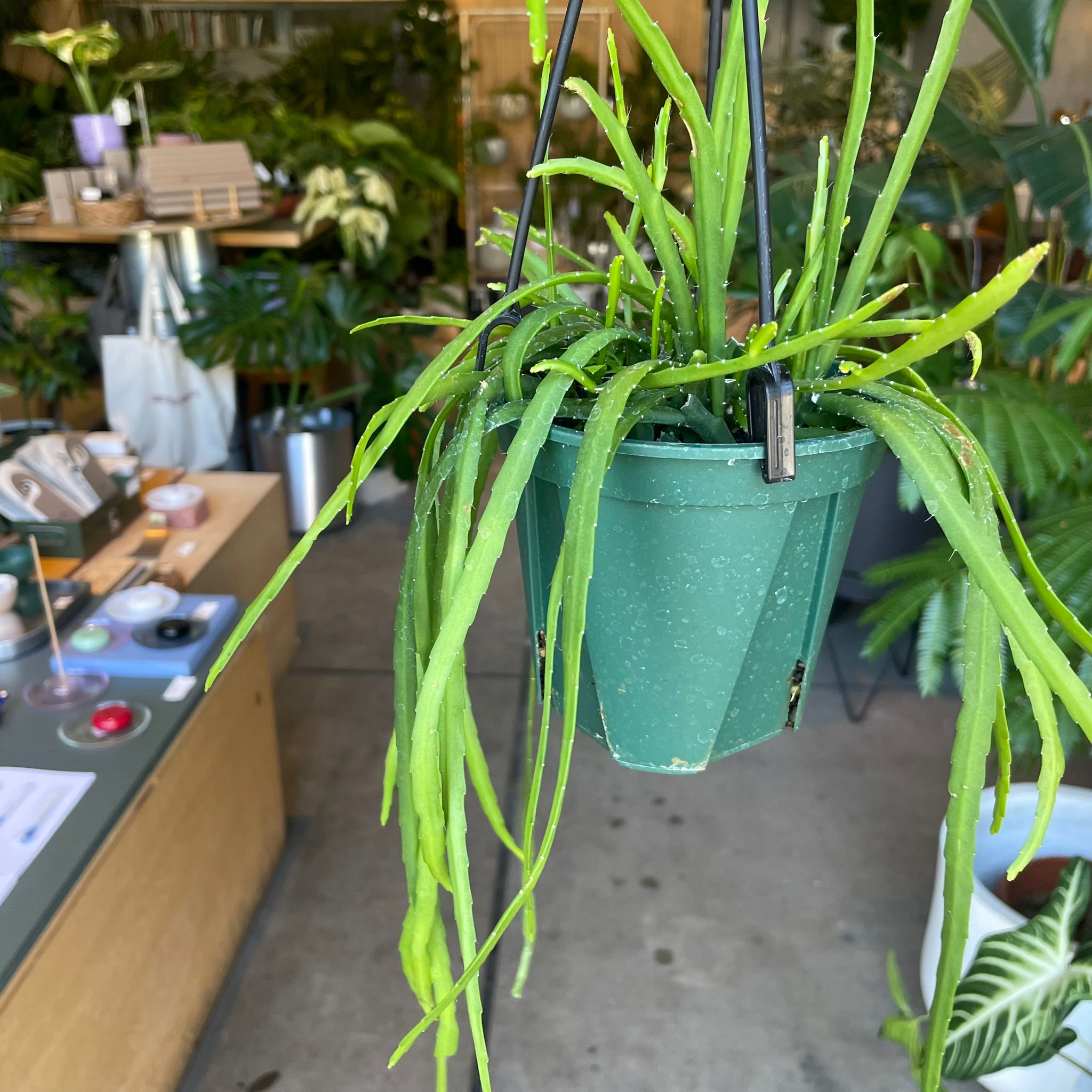 フリョウプランツ Plants プランツ I 植物インドアプランツ一覧 I プラントソサエティ