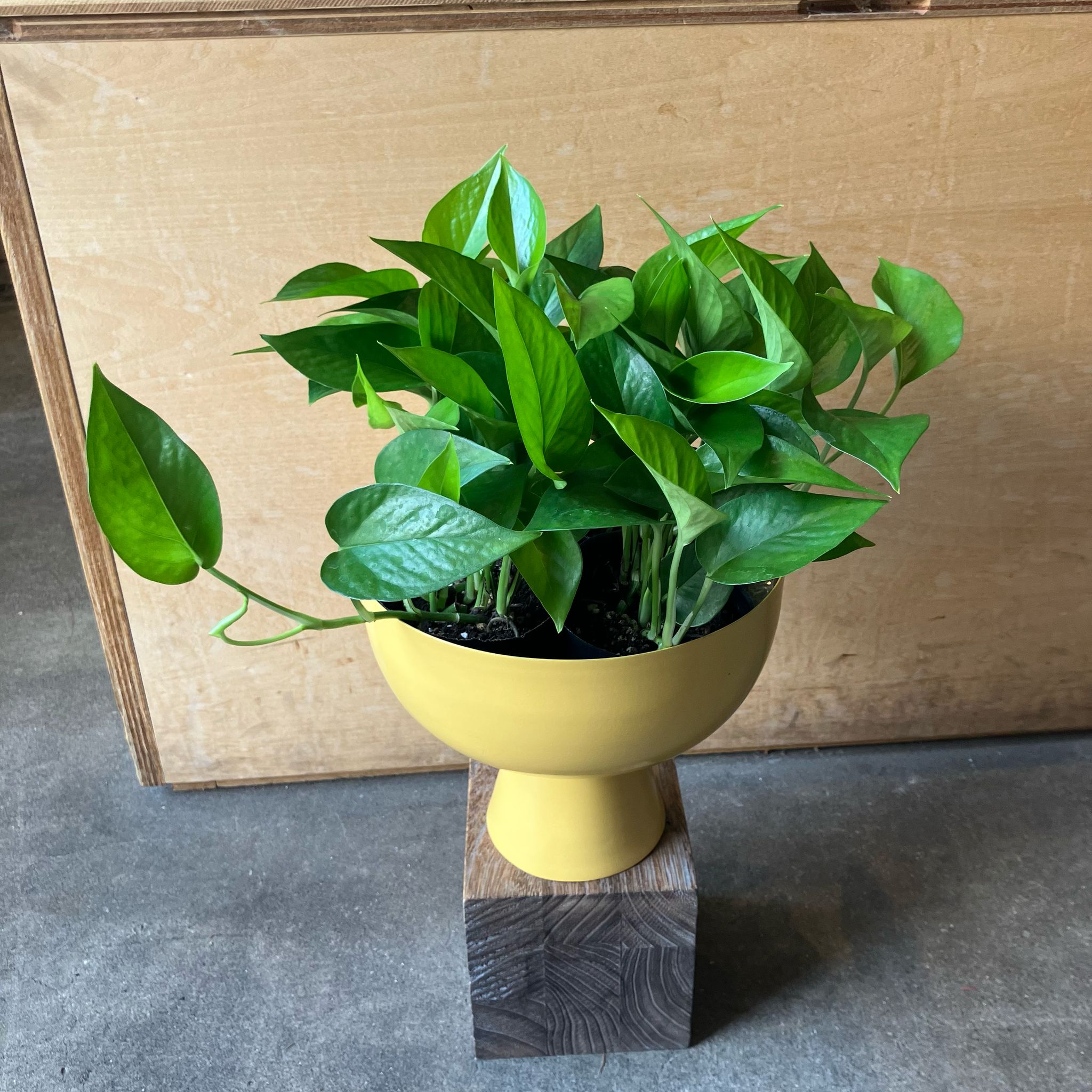 パーフェクトグリーン I 植物 I プラントソサエティトーキョー – THE