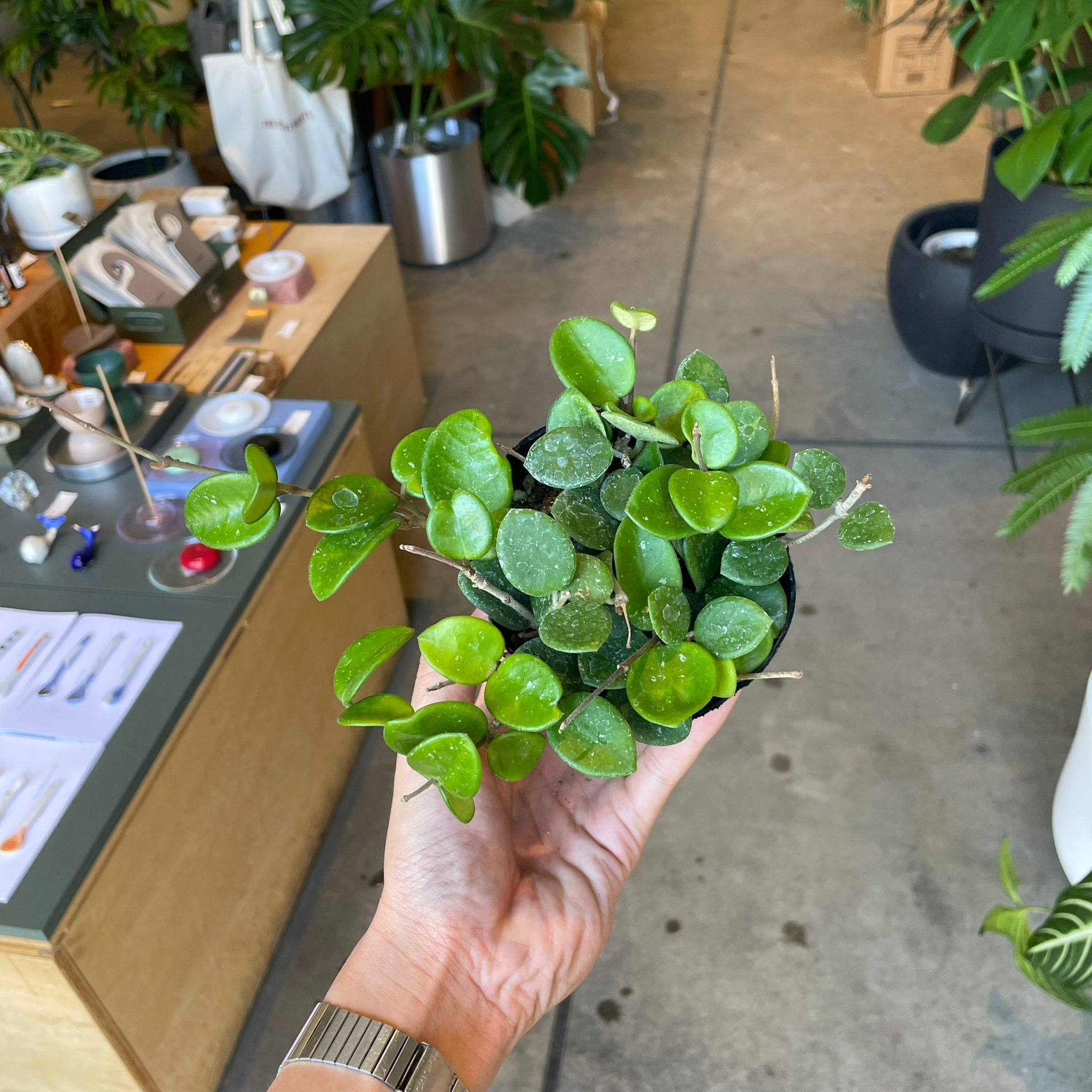 Plants プランツ I 植物インドアプランツ一覧 I プラントソサエティ