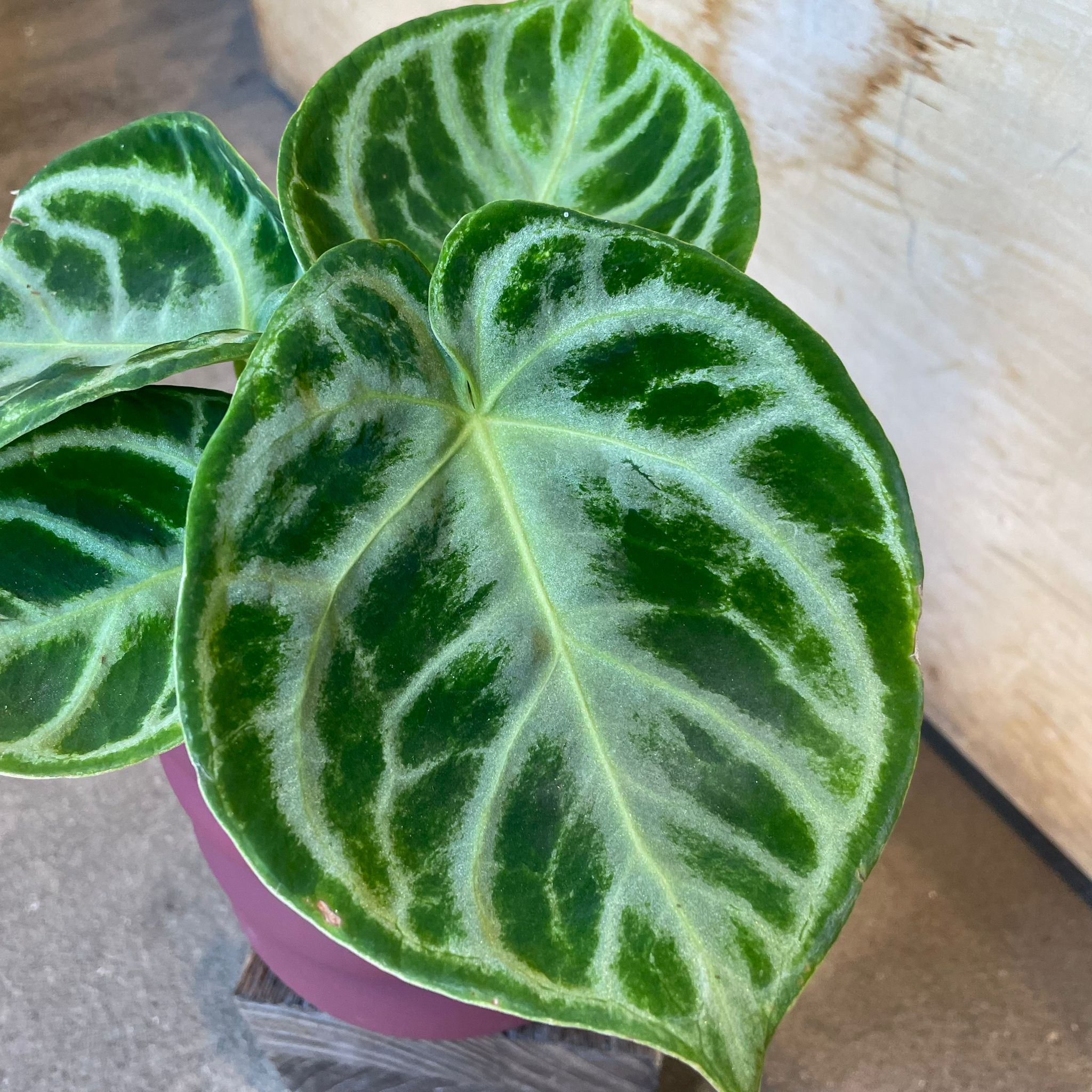 フリョウプランツ Plants プランツ I 植物インドアプランツ一覧 I プラントソサエティ