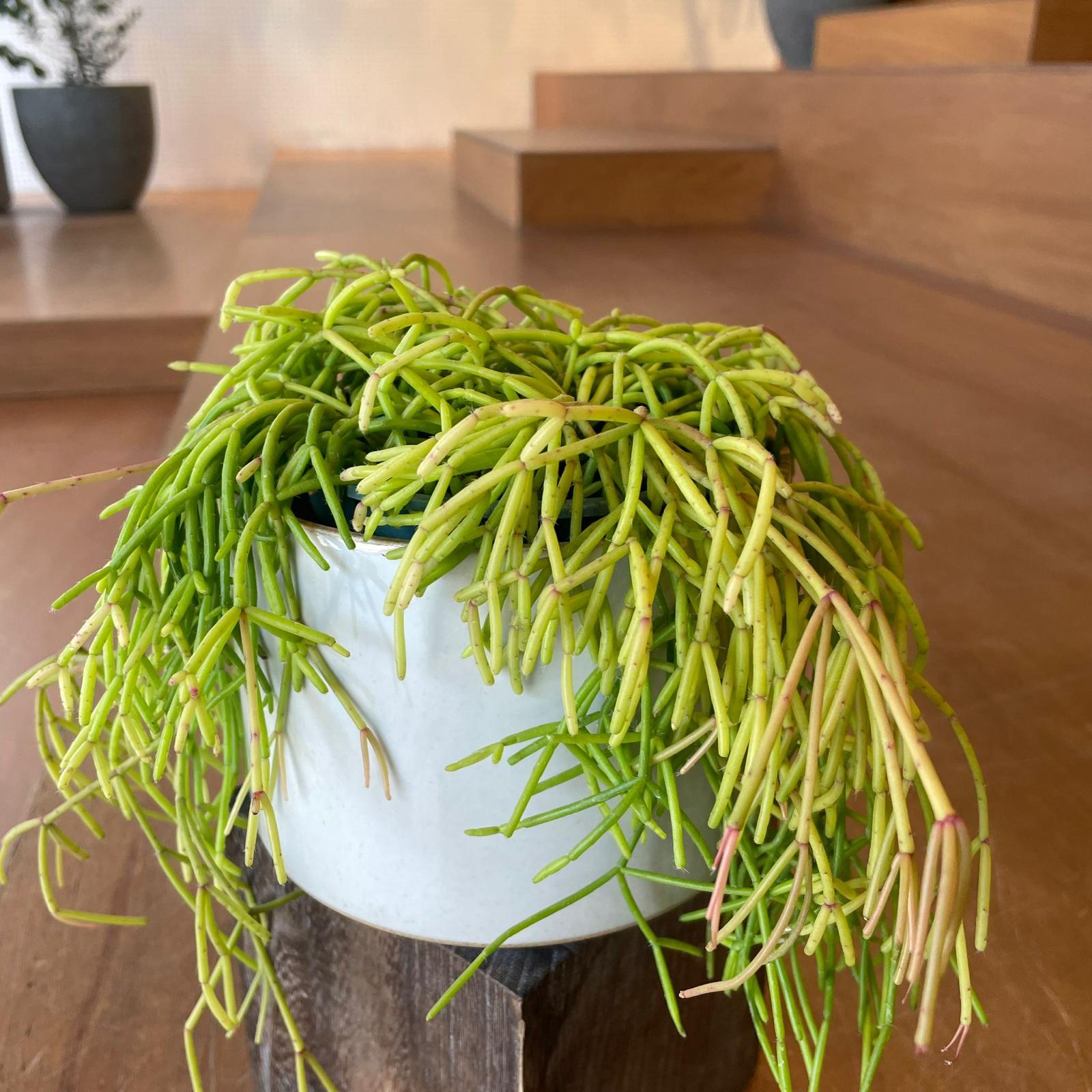 Rhipsalis Capilliformis リプサリス カビリフォルミス