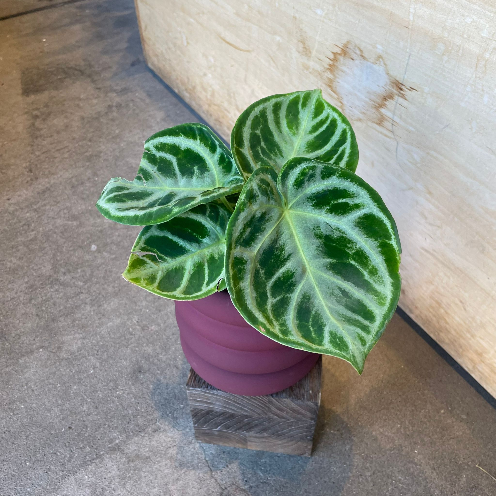 その他観葉植物 Anthurium 'Dorayaki' Anthurium Dorayaki アンスリウム ドラヤキ I インドアプランツ I