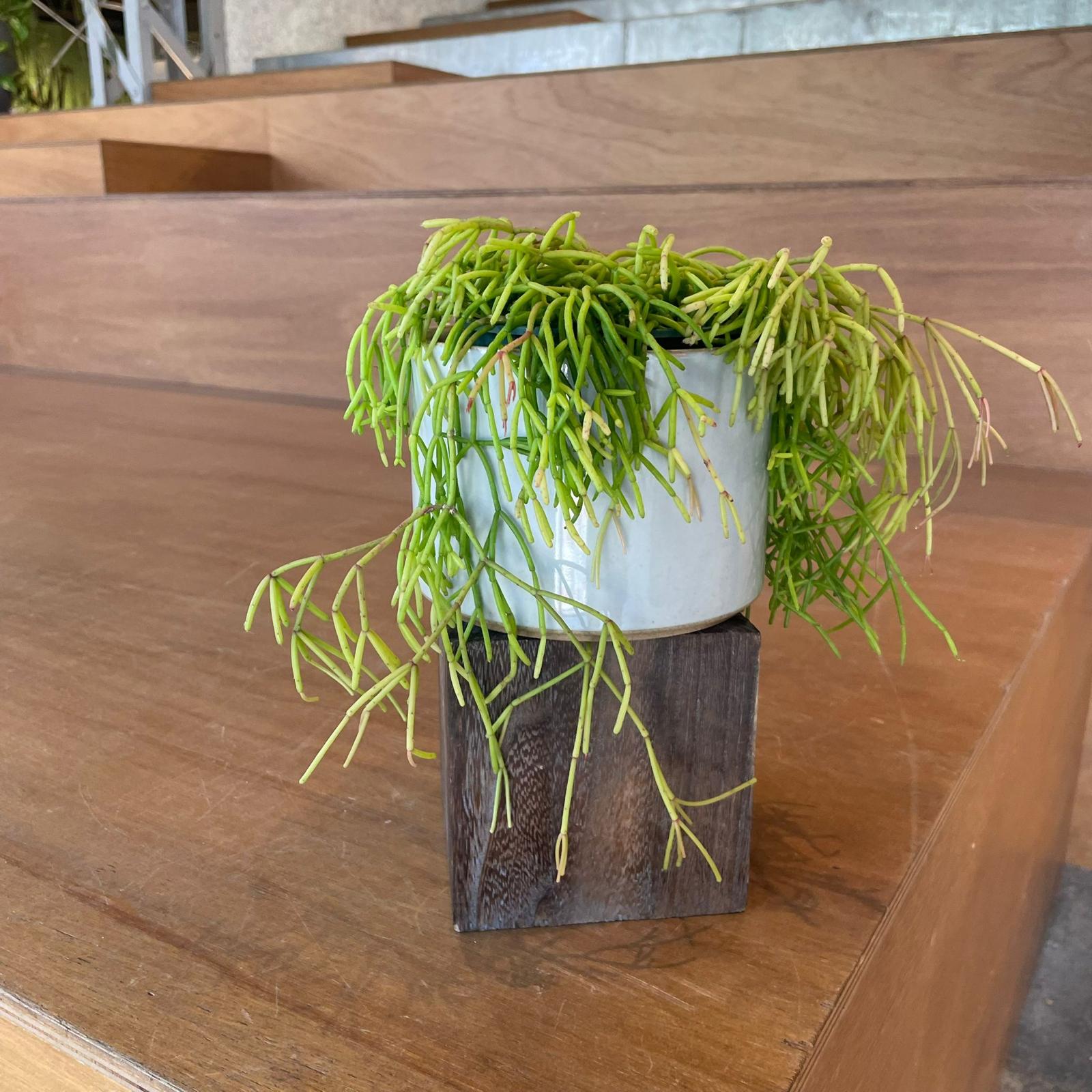 Rhipsalis Capilliformis リプサリス カビリフォルミス