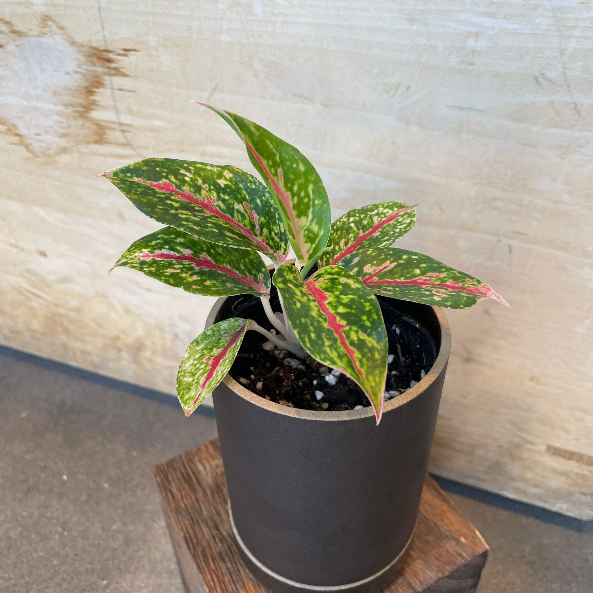 Plants プランツ I 植物インドアプランツ一覧 I プラントソサエティ