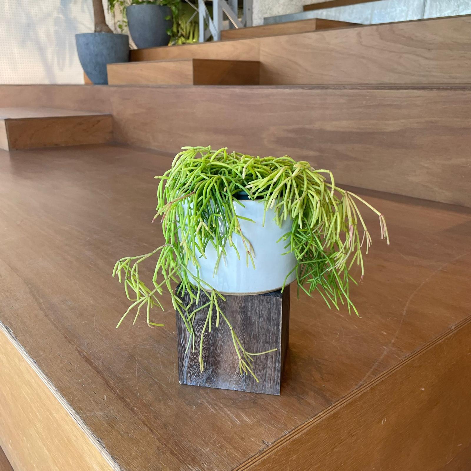 Rhipsalis Capilliformis リプサリス カビリフォルミス