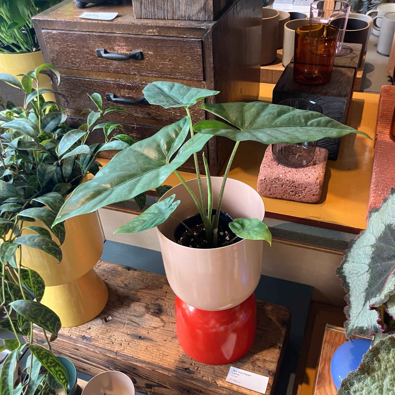 アロカシア コラゾン 斑入り Alocasia アロカシア コラゾン I インドアプランツ I プラント