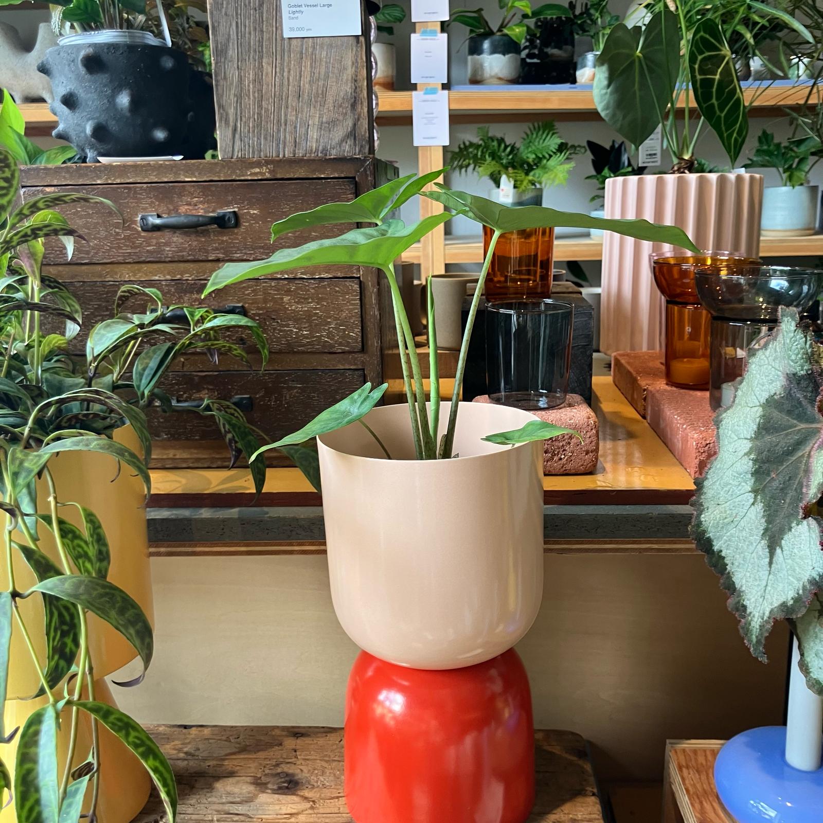 Alocasia アロカシア コラゾン I インドアプランツ I プラント