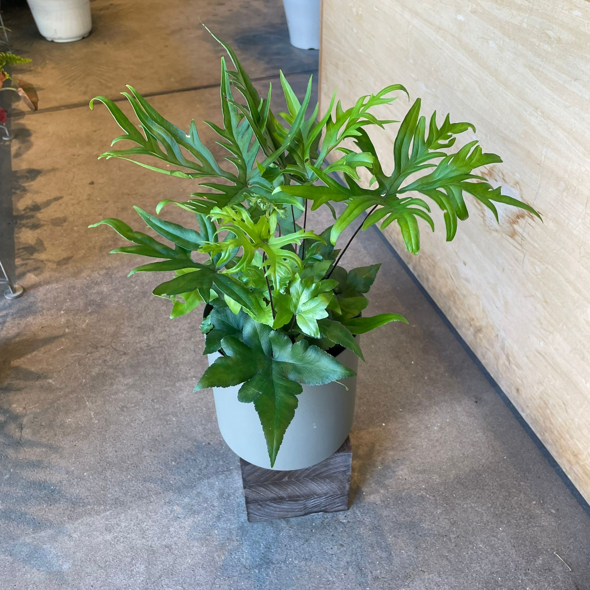 Plants プランツ I 植物インドアプランツ一覧 I プラントソサエティ