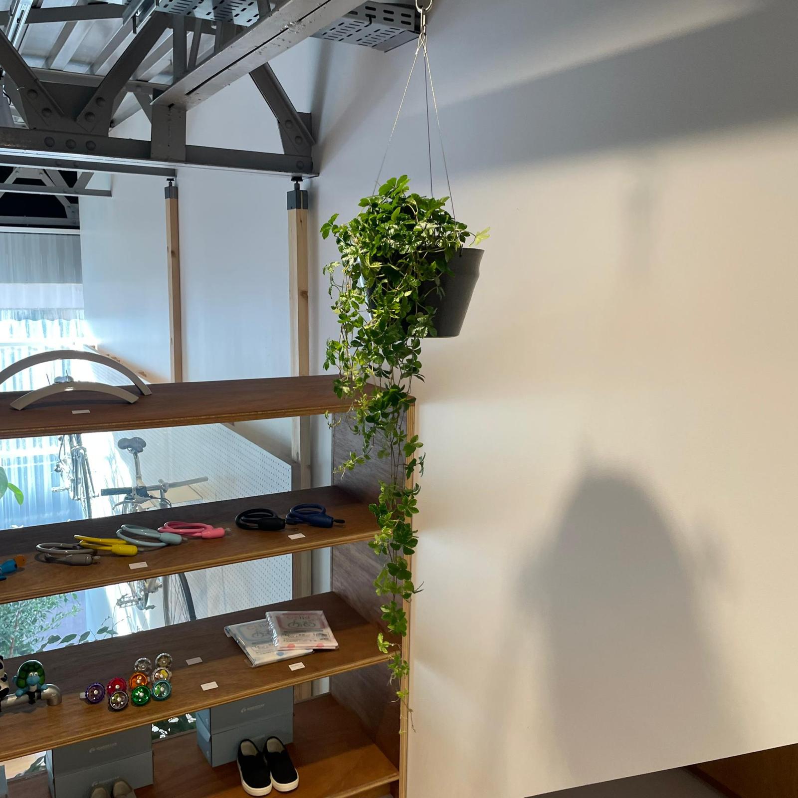 シュガーバイン I インドアプランツ I プラントソサエティトーキョー