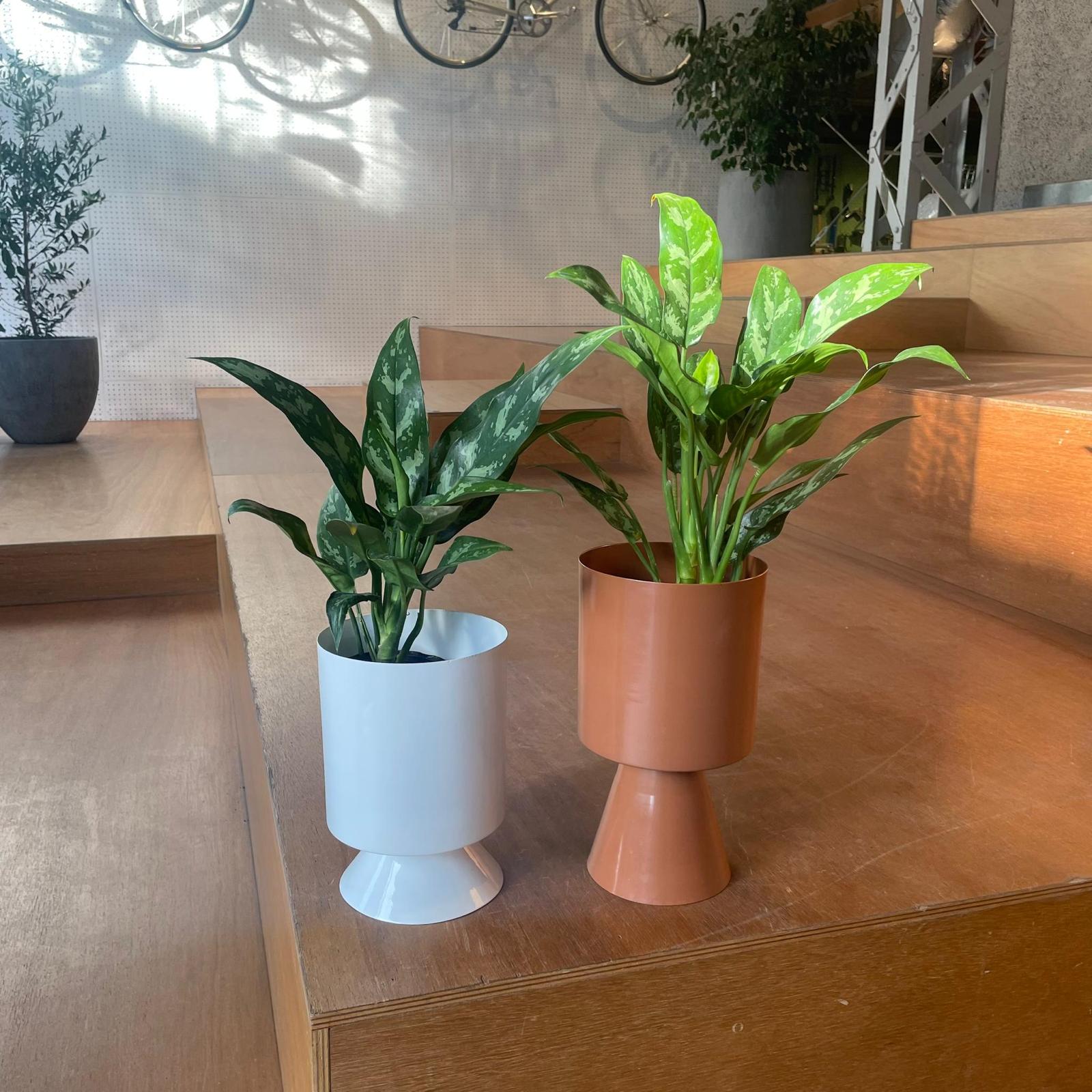 アグラオネマ マリア I インドアプランツ I プラントソサエティ