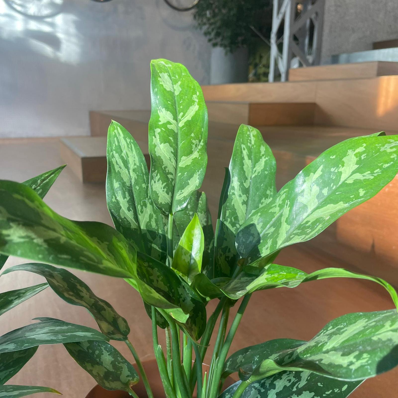 アグラオネマ マリア I インドアプランツ I プラントソサエティ