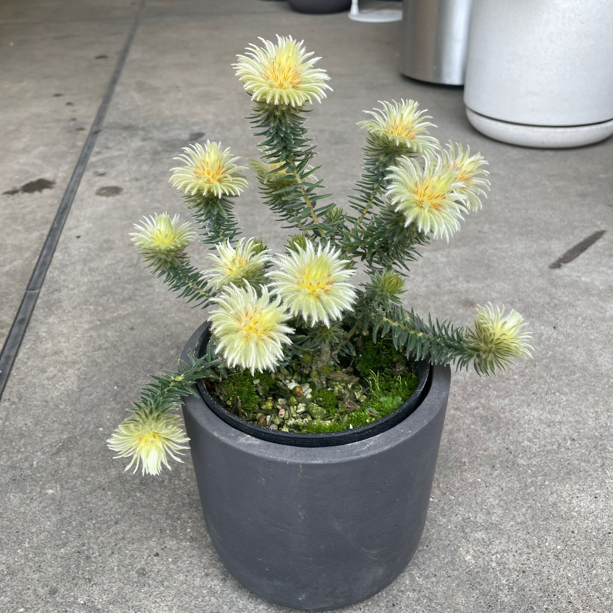 Phylica 'Pubescens' フィリカ・プベッセンス I プラントソサエティ