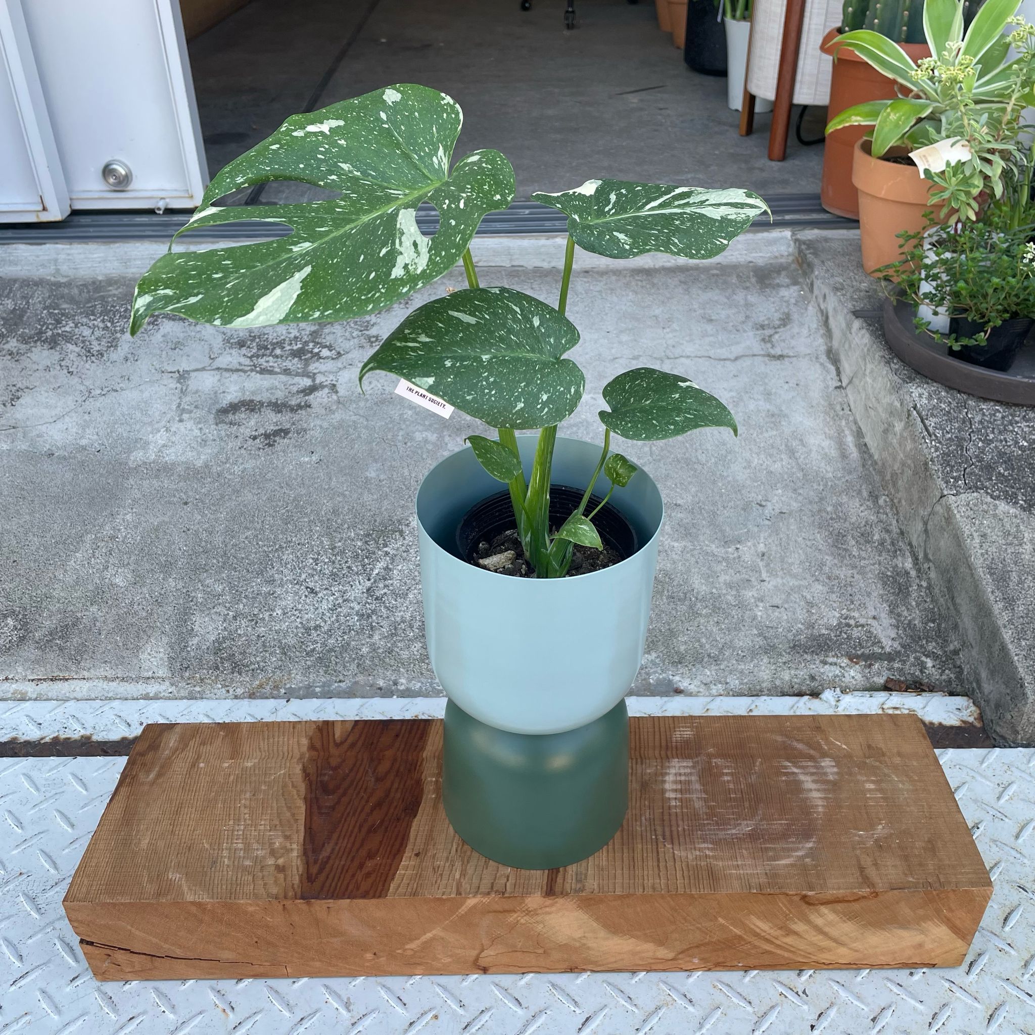 Plants プランツ I 植物インドアプランツ一覧 I プラント