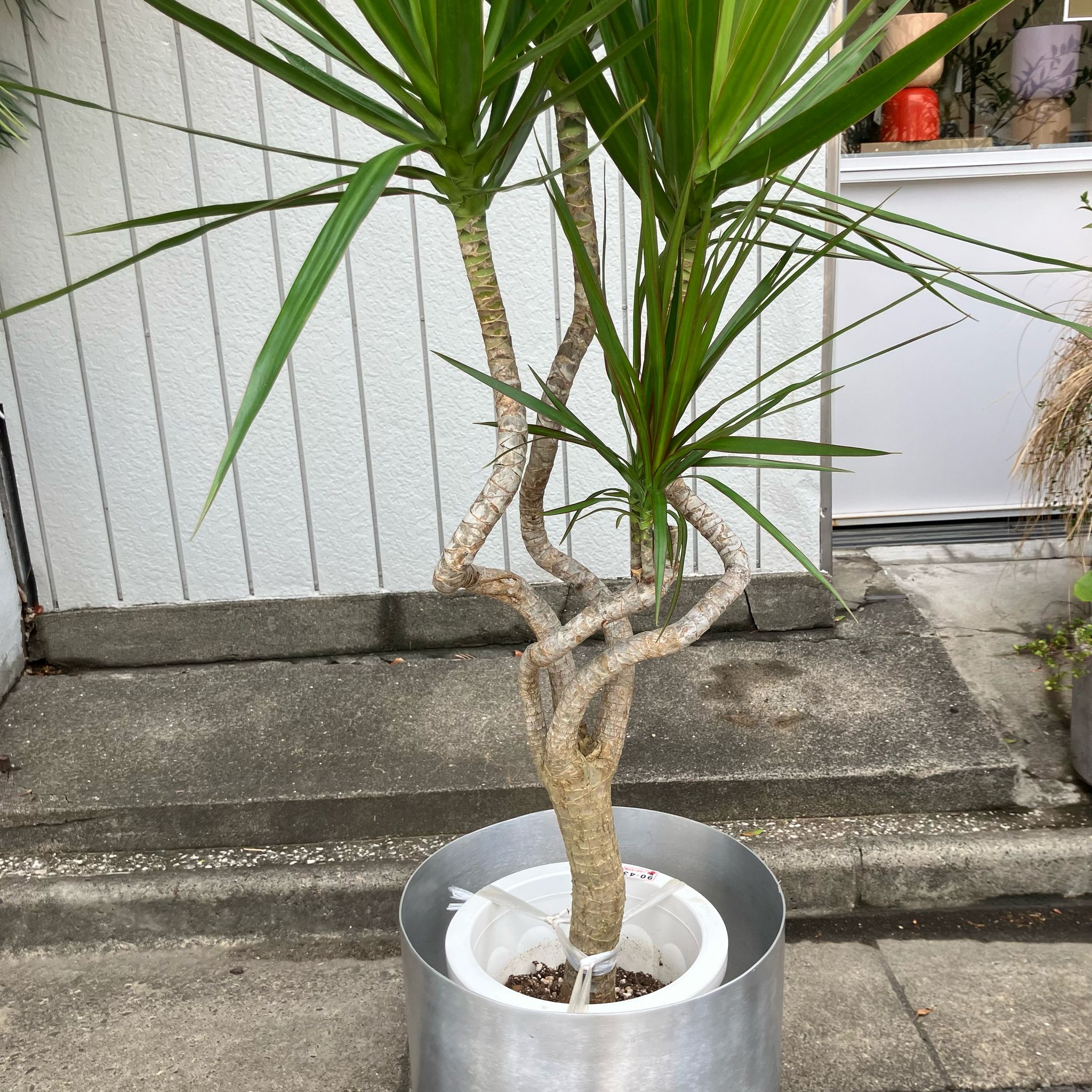 ドラセナ コンシンネ 龍 I インドアプランツ I プラントソサエティ