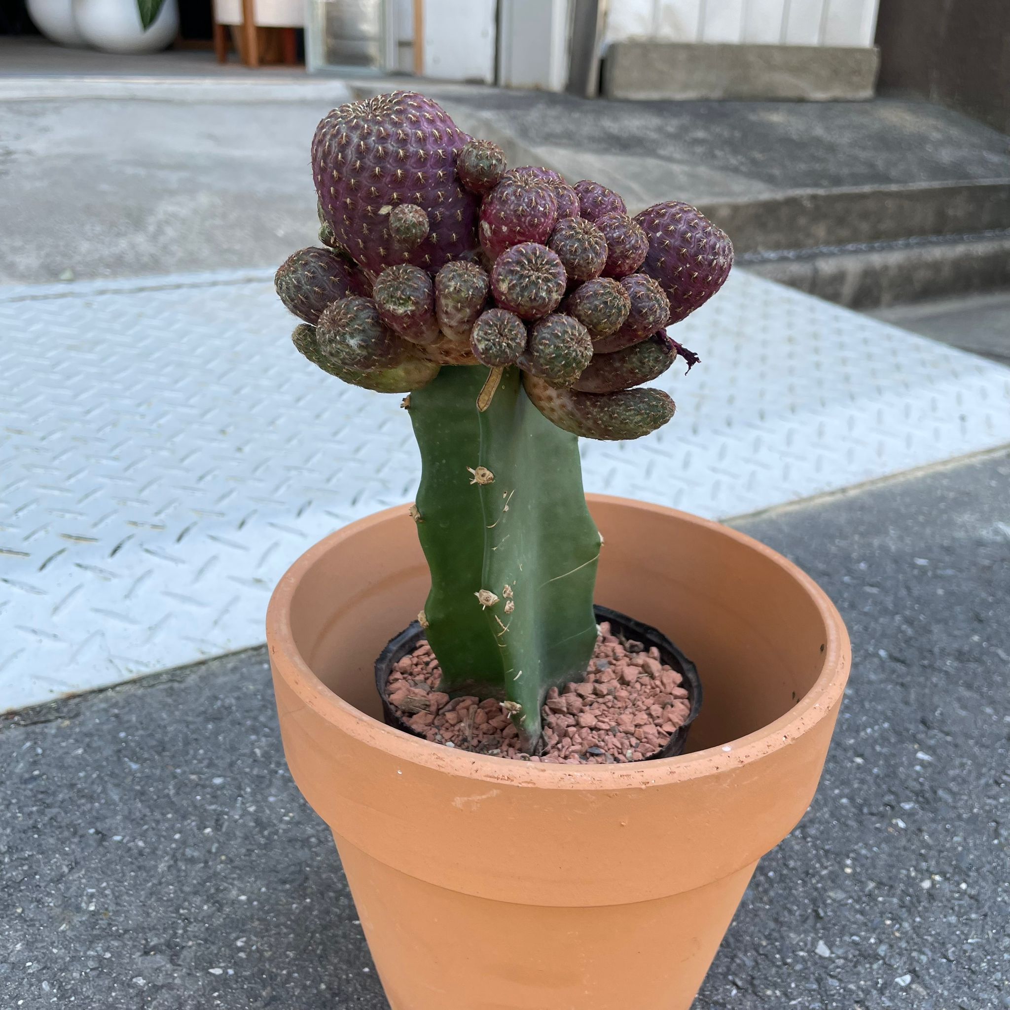 Plants プランツ I 植物インドアプランツ一覧 I プラントソサエティ