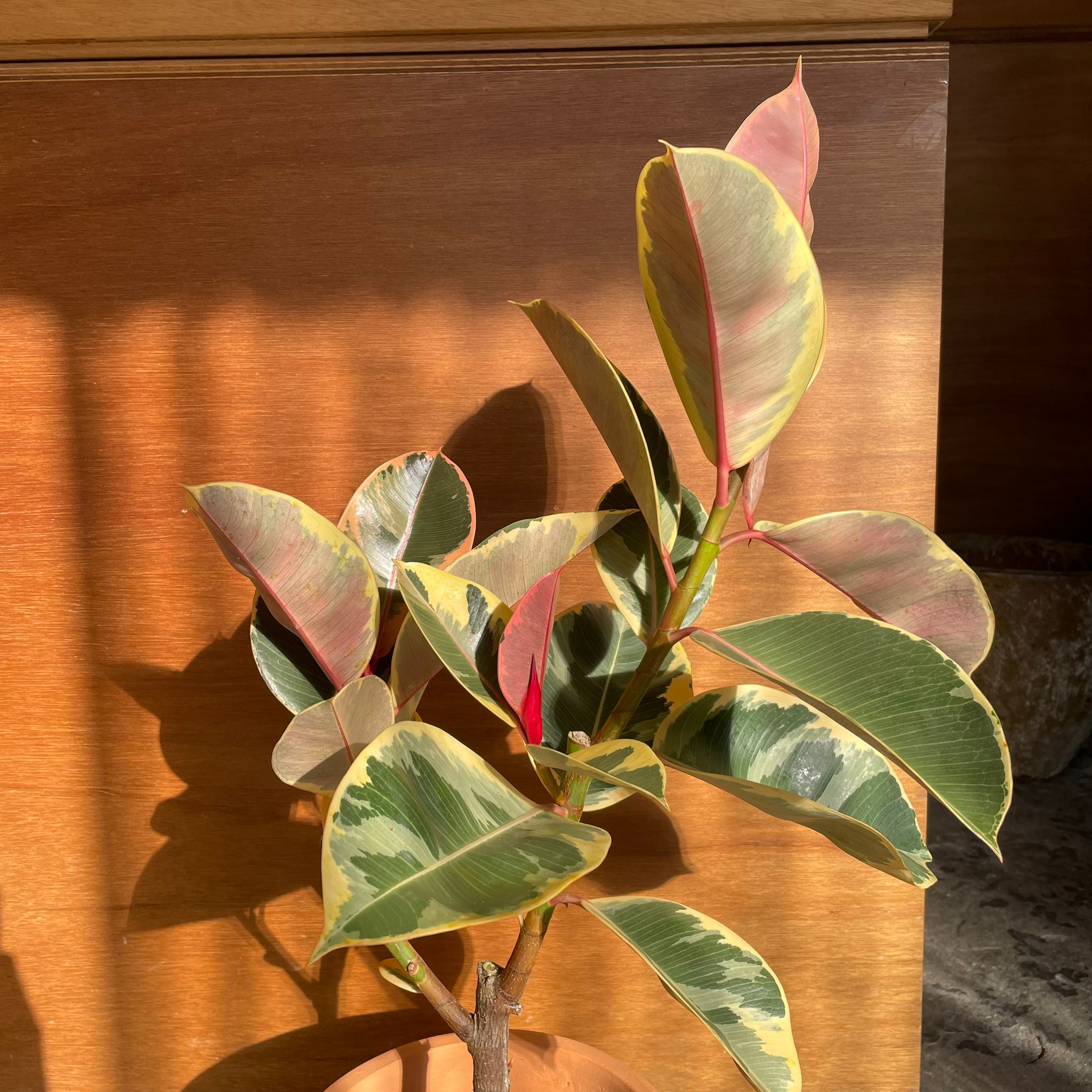 フィカス・ティネケ I インドアプランツ I プラントソサエティ