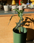 Alocasia 'Nobilis' アロカシア ノビリス
