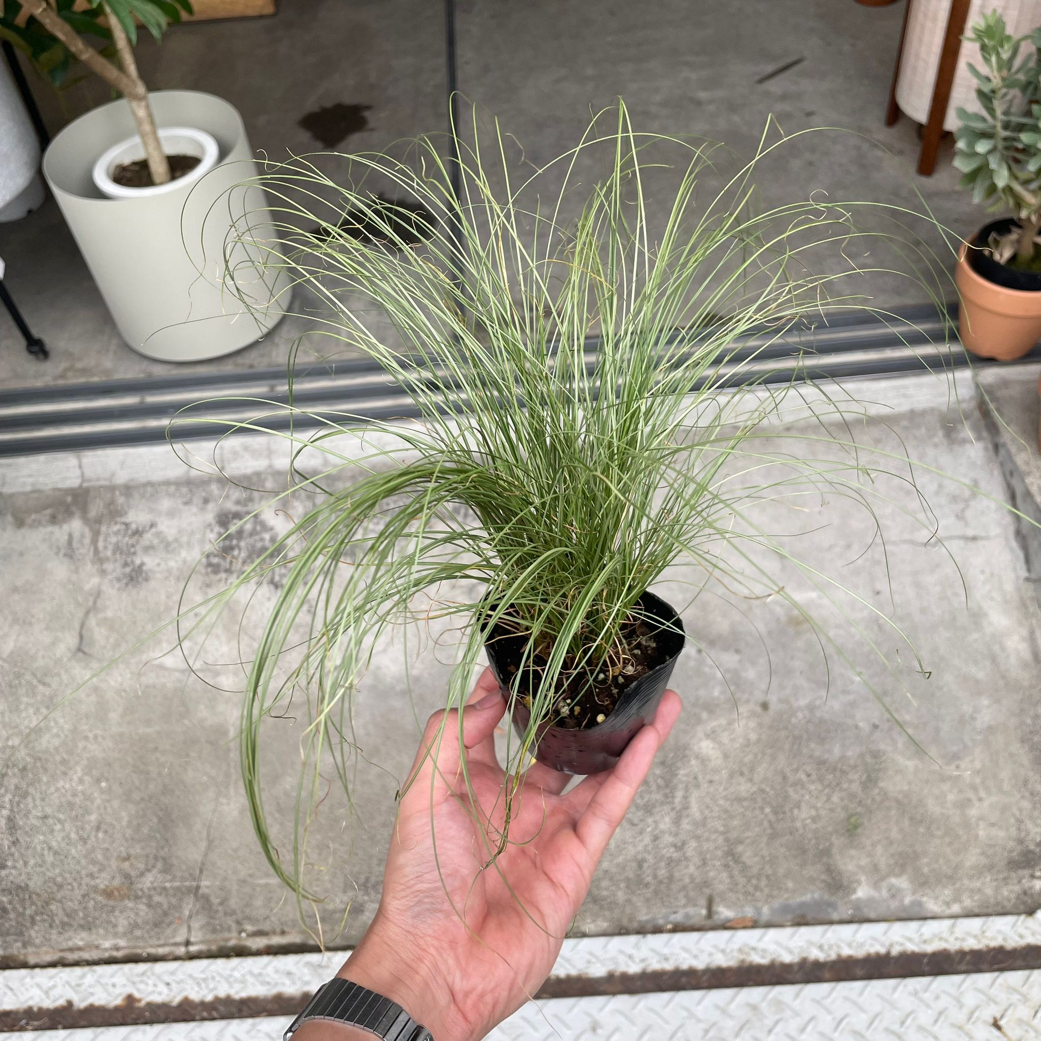Plants プランツ I 植物インドアプランツ一覧 I プラントソサエティ
