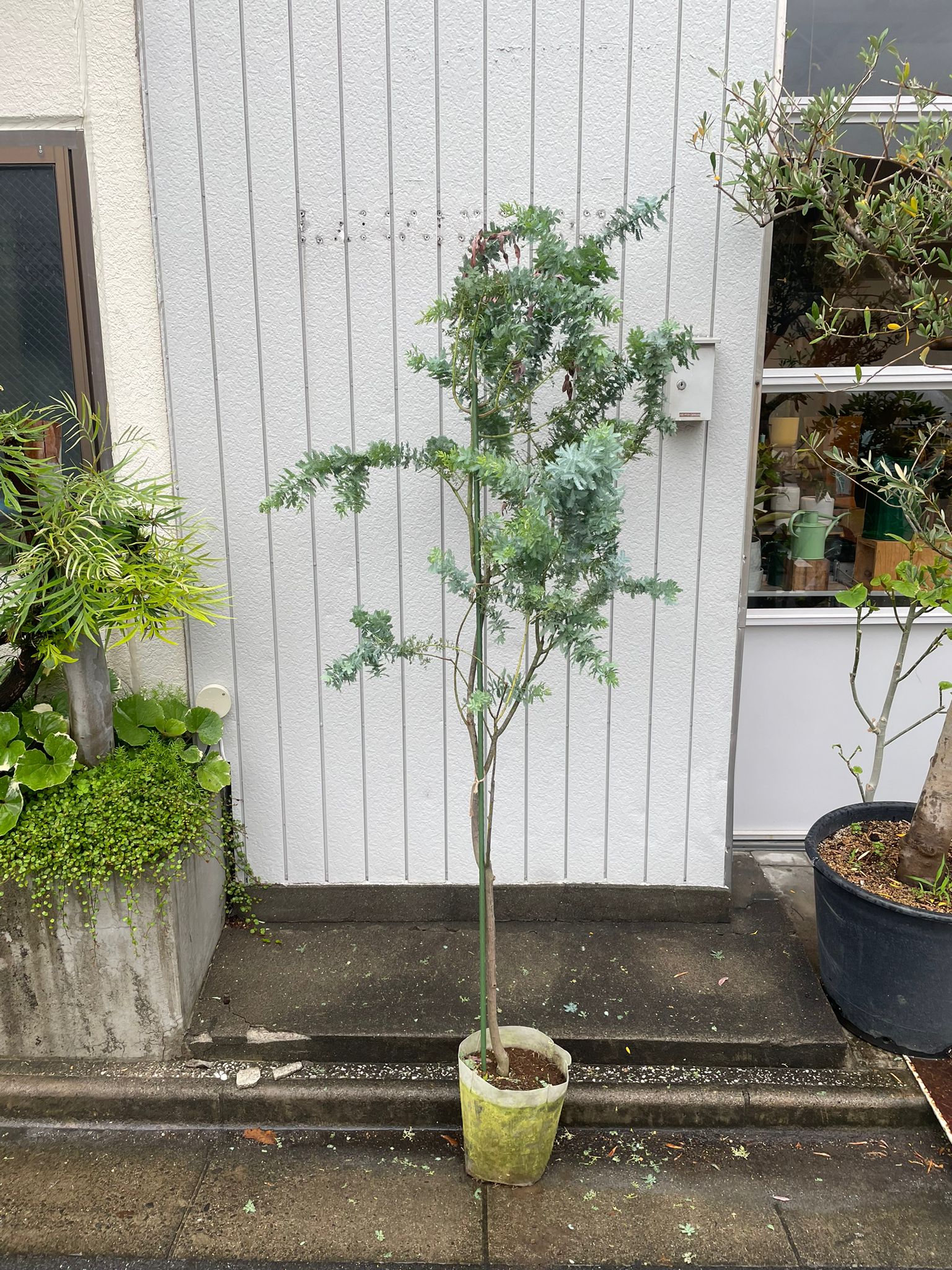 Acacia アカシア Size 7