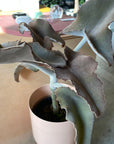 Kalanchoe Behalensis カランコエ ベハレンシス/ 仙女の舞