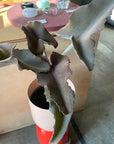 Kalanchoe Behalensis カランコエ ベハレンシス/ 仙女の舞