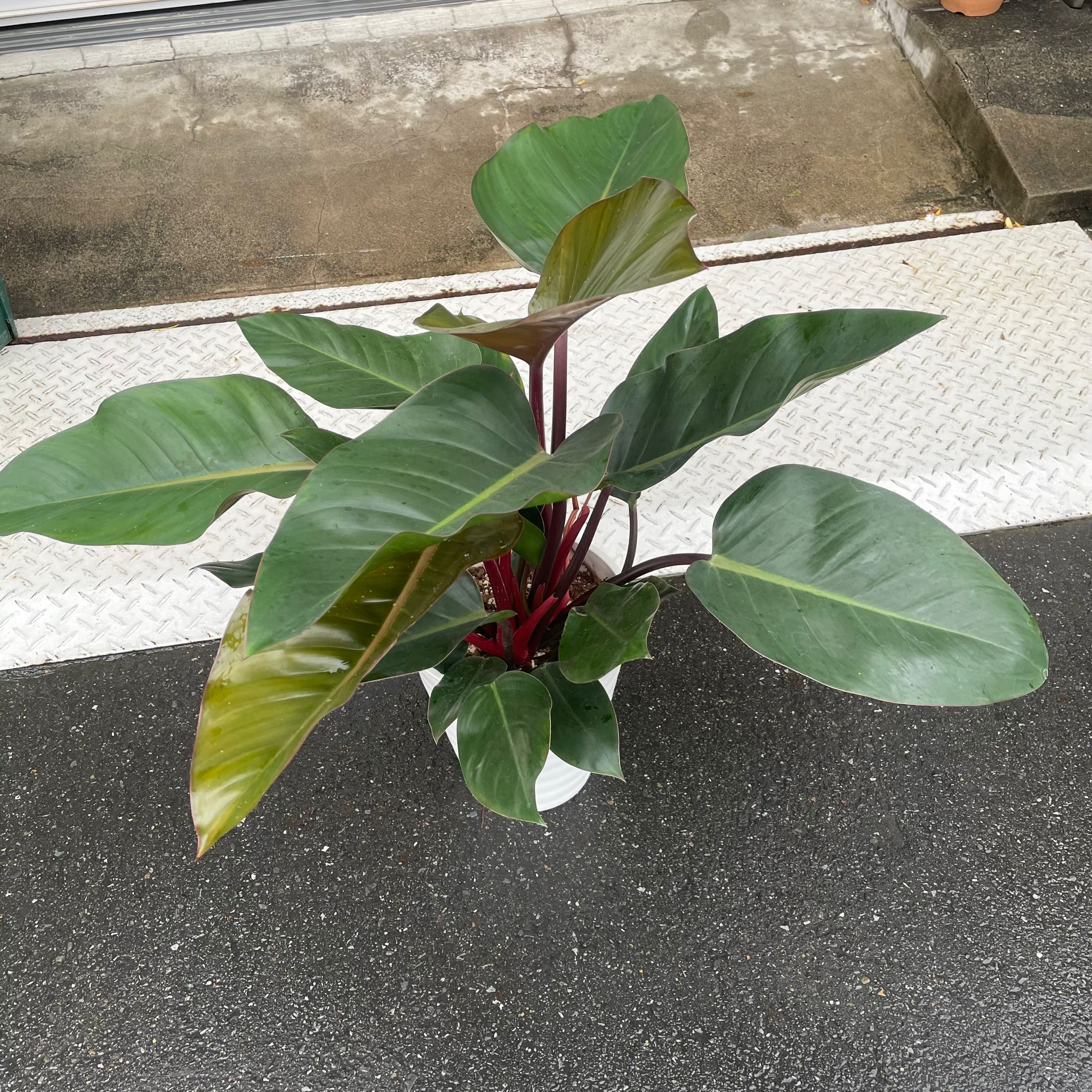 Plants プランツ I 植物インドアプランツ一覧 I プラントソサエティ