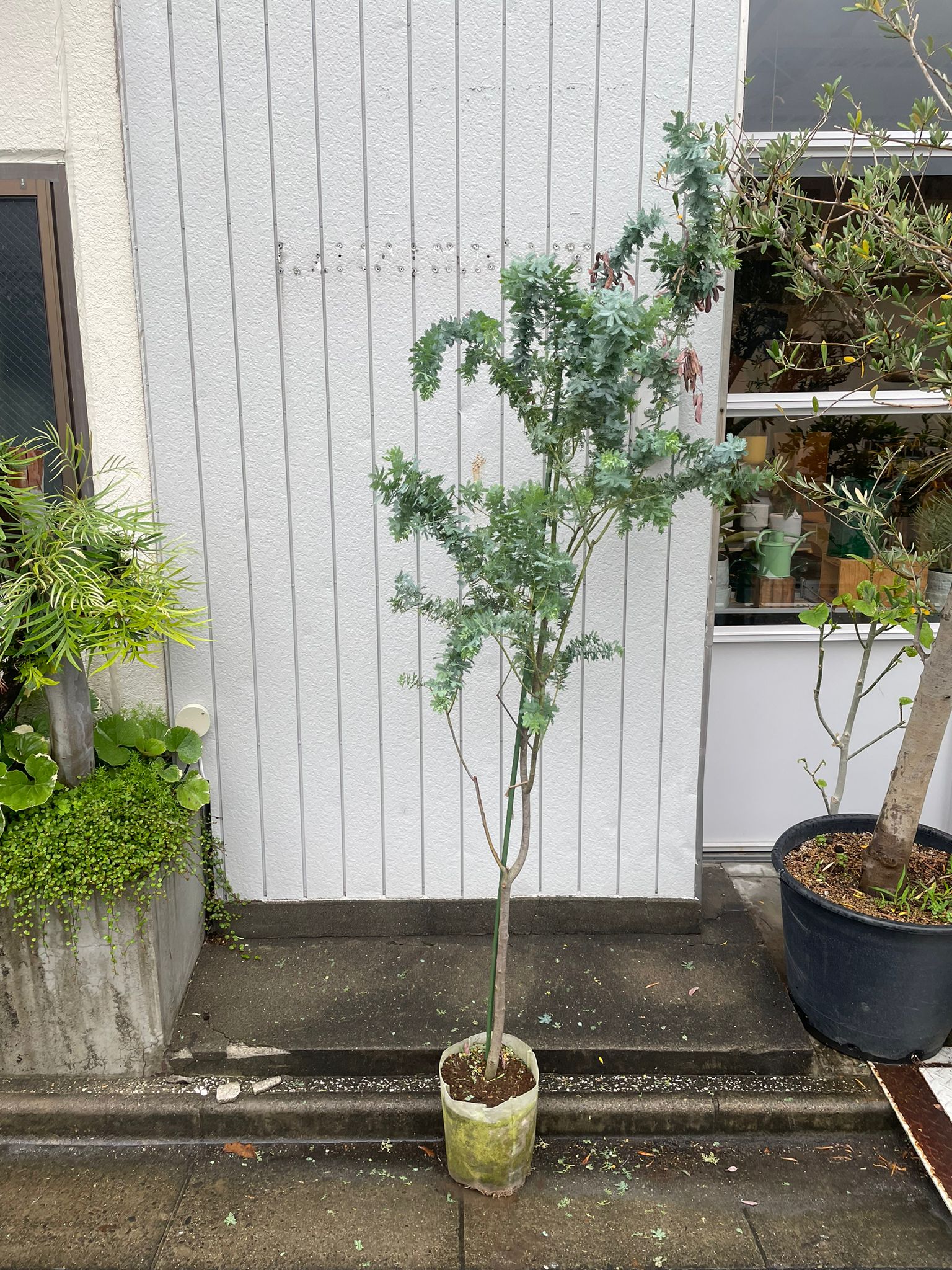 Acacia アカシア Size 7